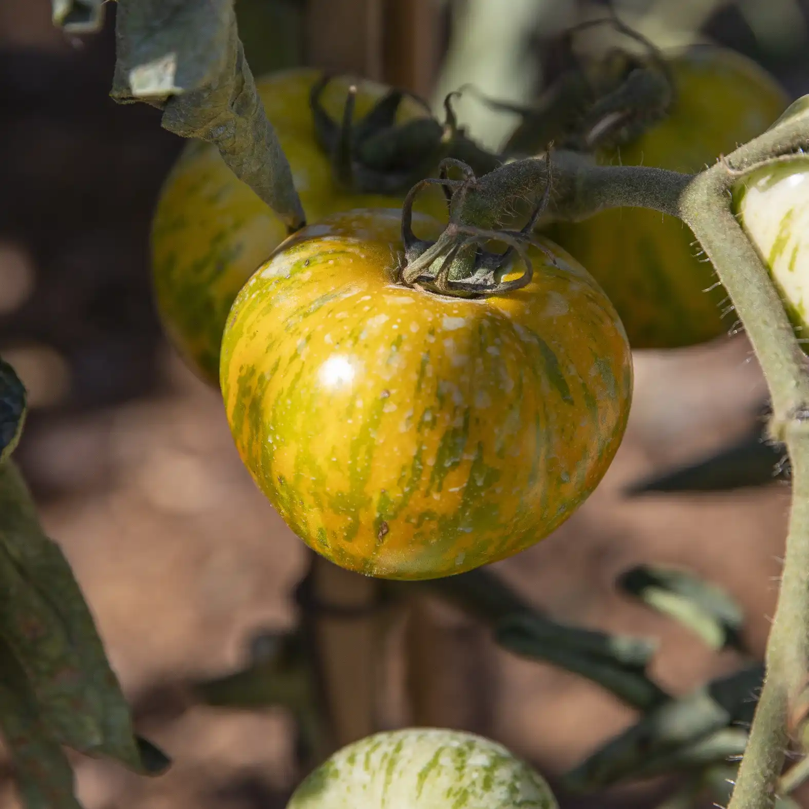 Casa Nostra Alpilles garden